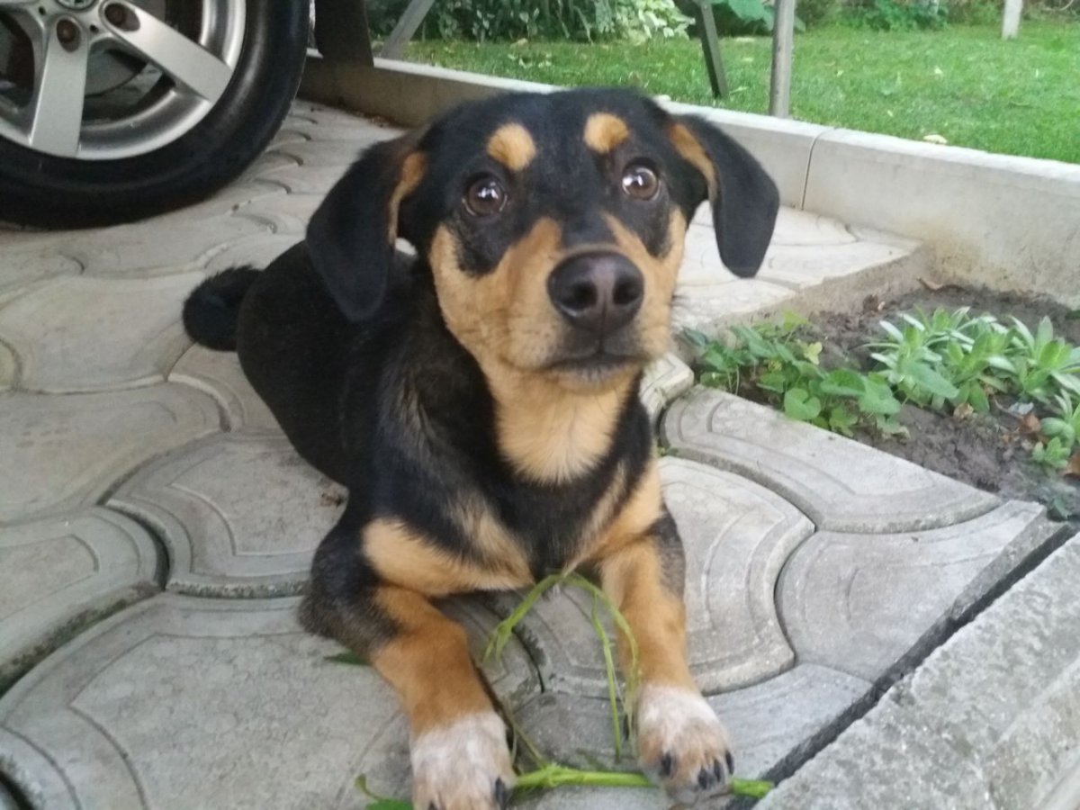 Метис таксы в дар