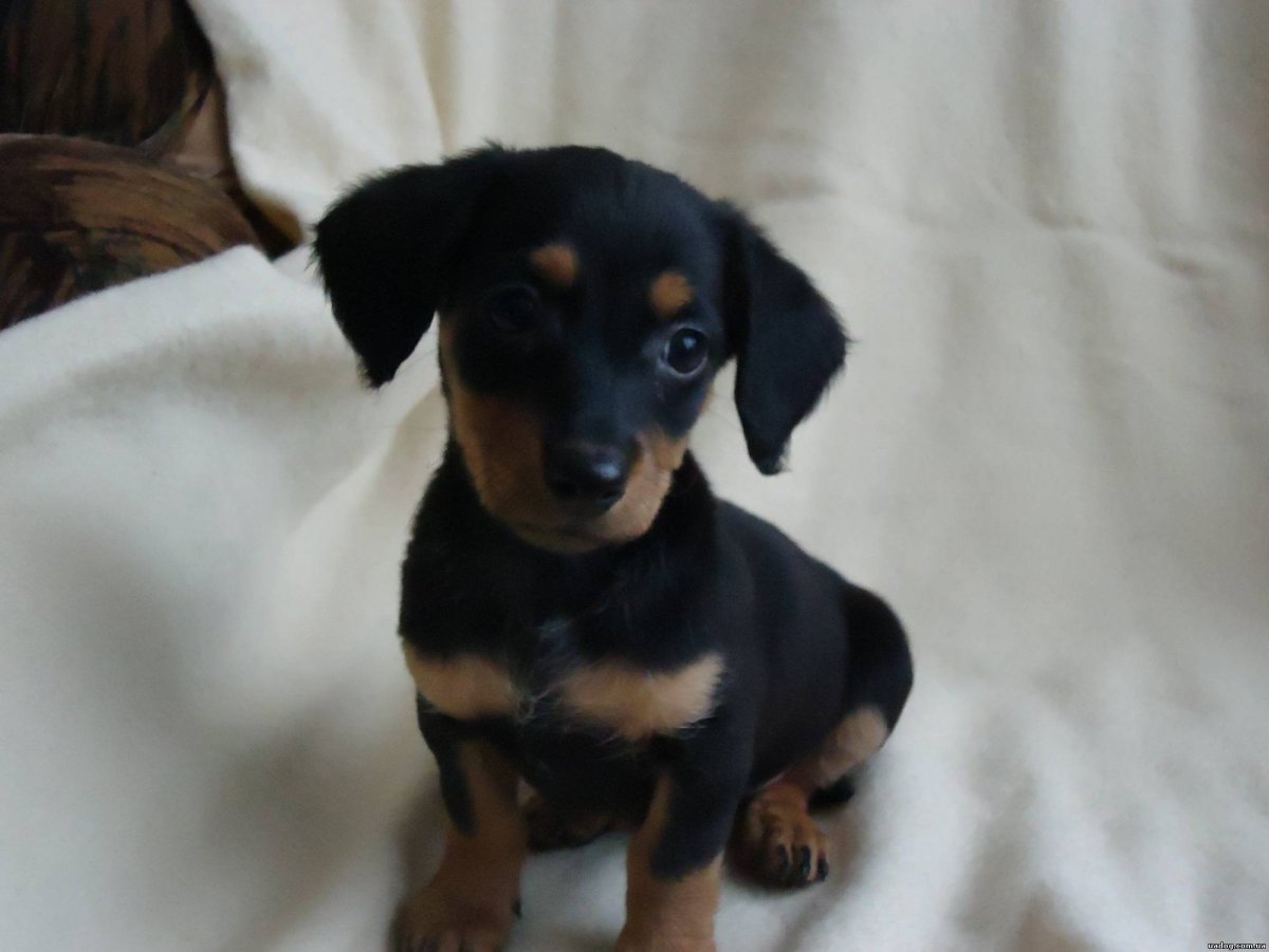 Карликовый пинчер и такса