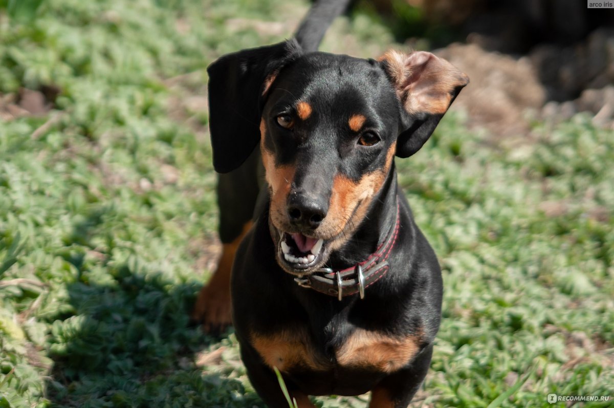 Смесь таксы и пинчера