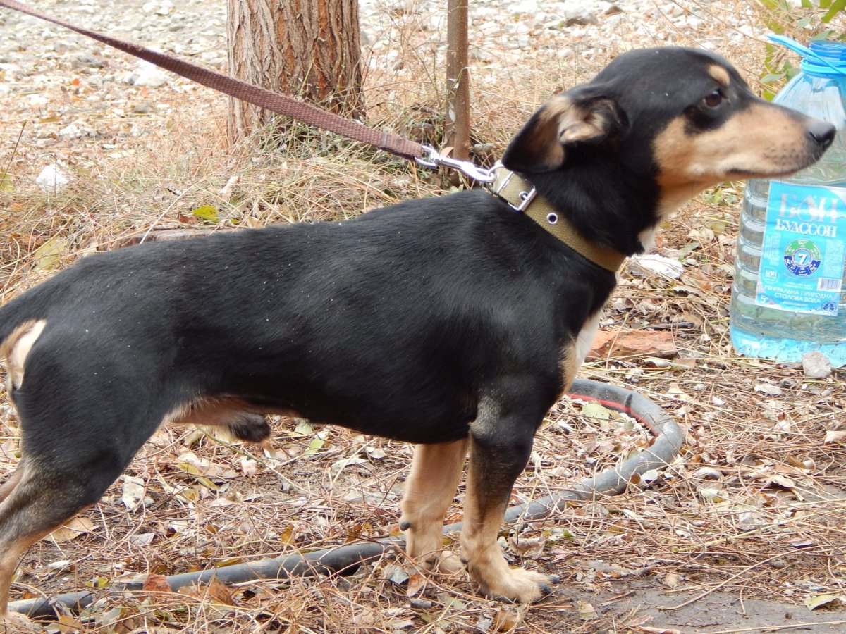 Помесь таксы и метис