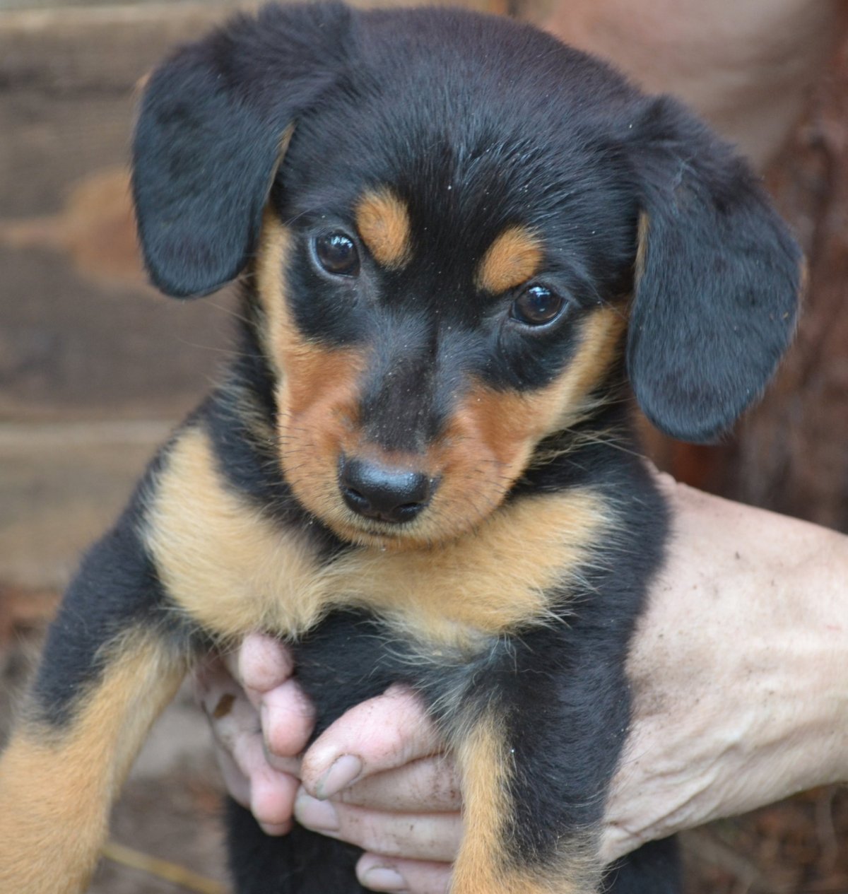 РО евейлер такса.метис
