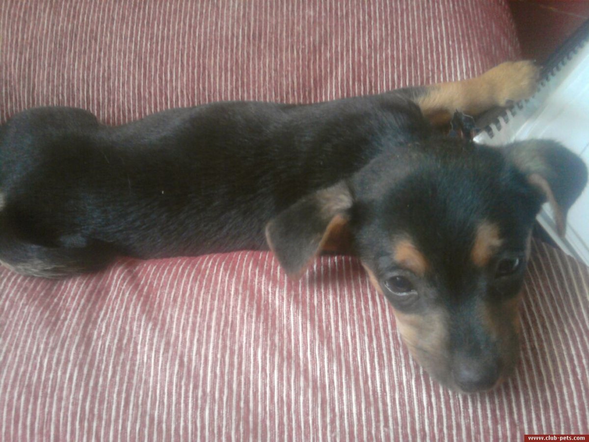 Метис таксы и пинчера