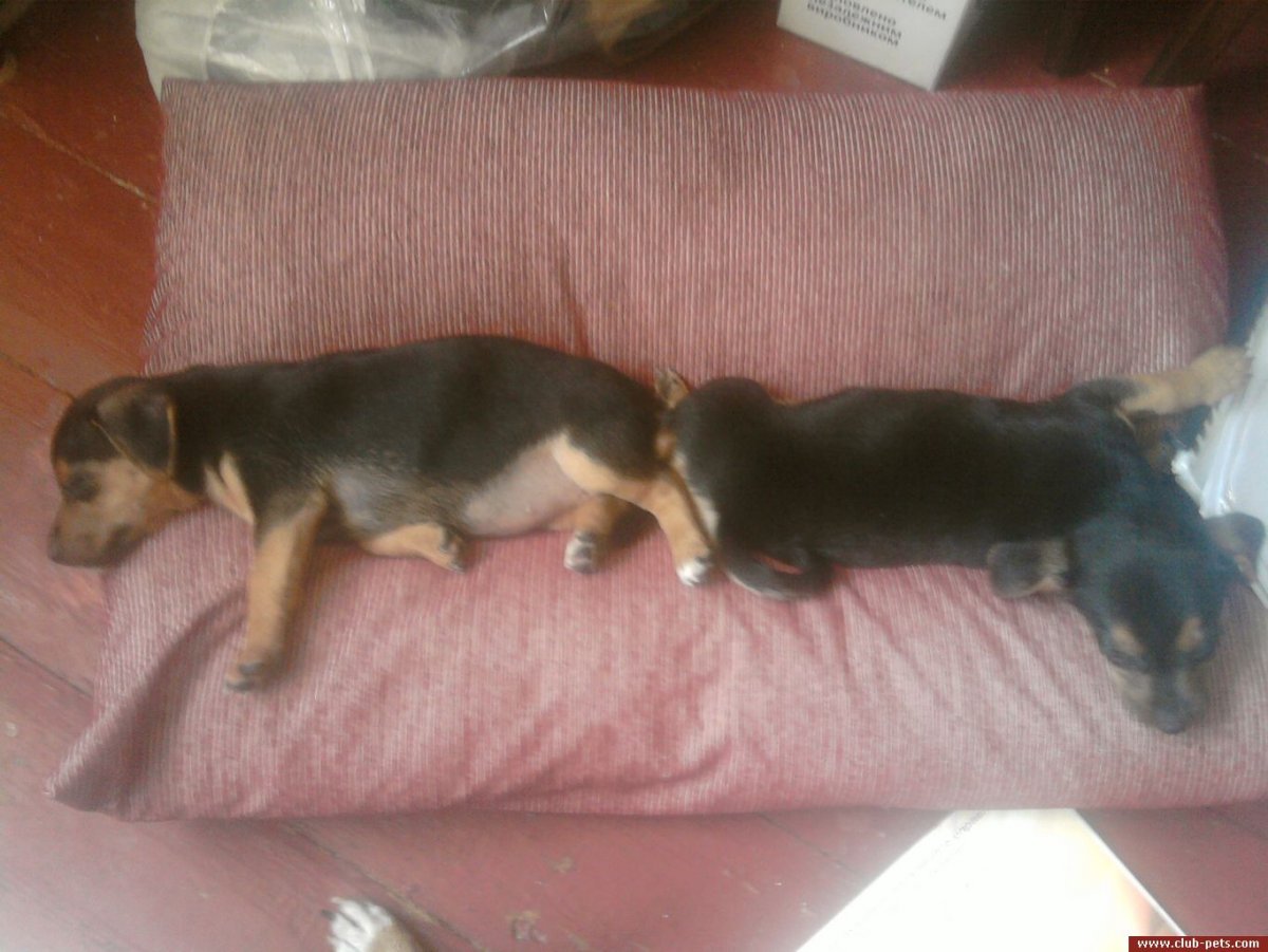 Щенки метисы таксы и карликовый пинчер в 4 месяца