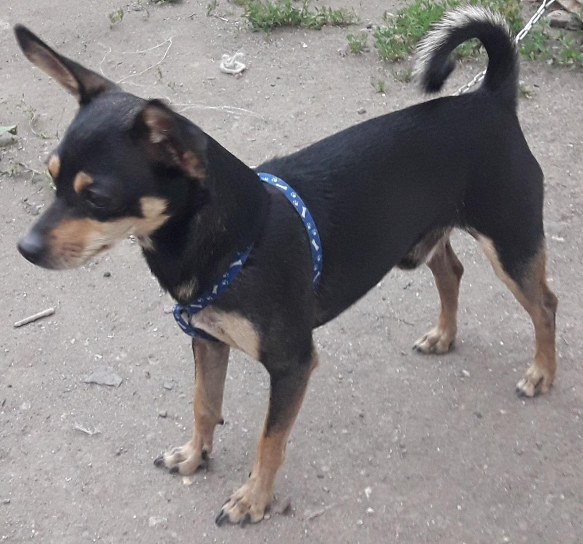 Смесь той терьера и пинчера