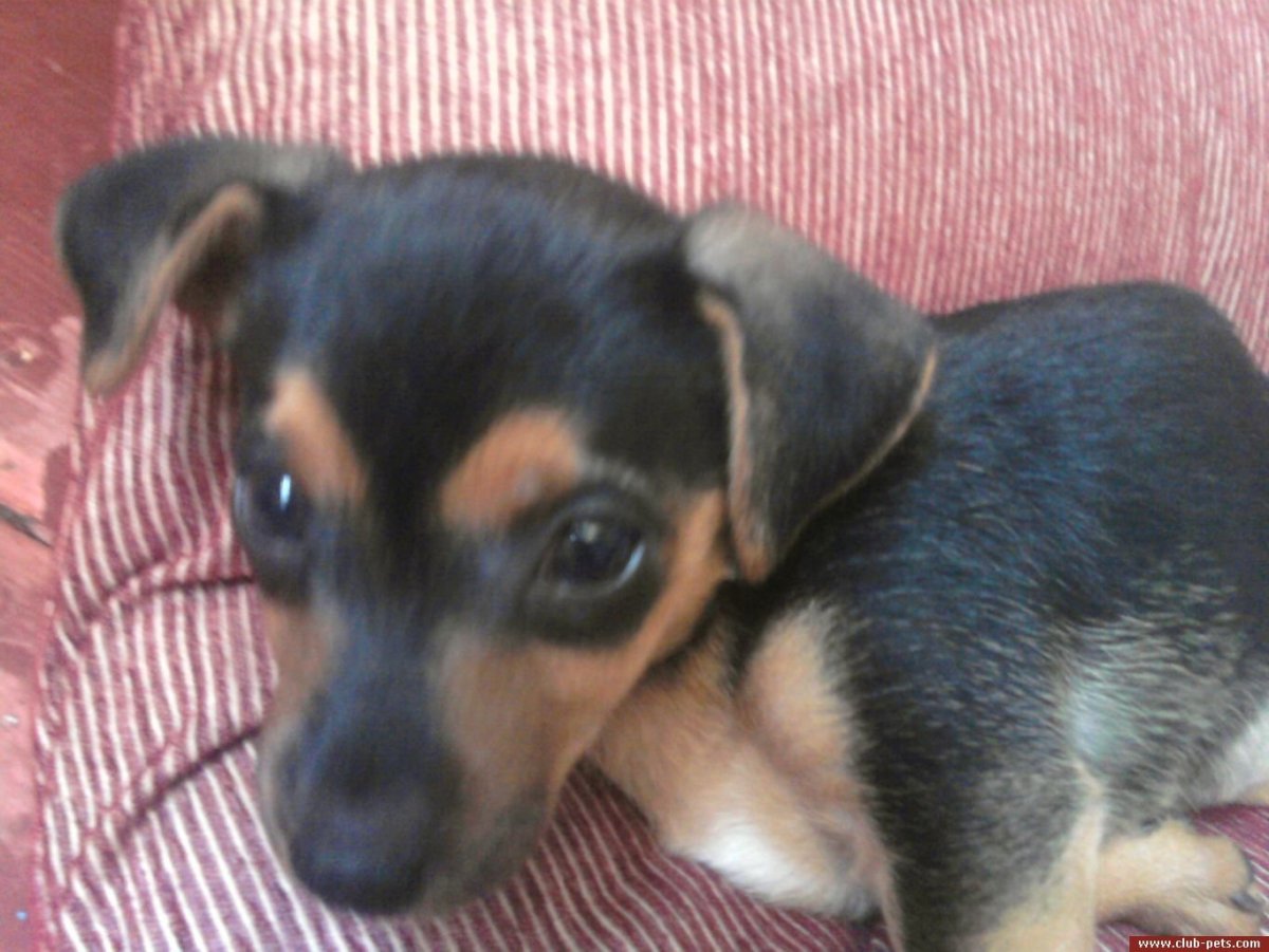 Пинчер метис пинчера и таксы