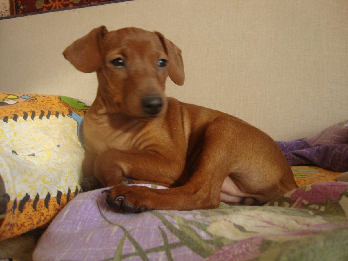 Такса и Цвергпинчер