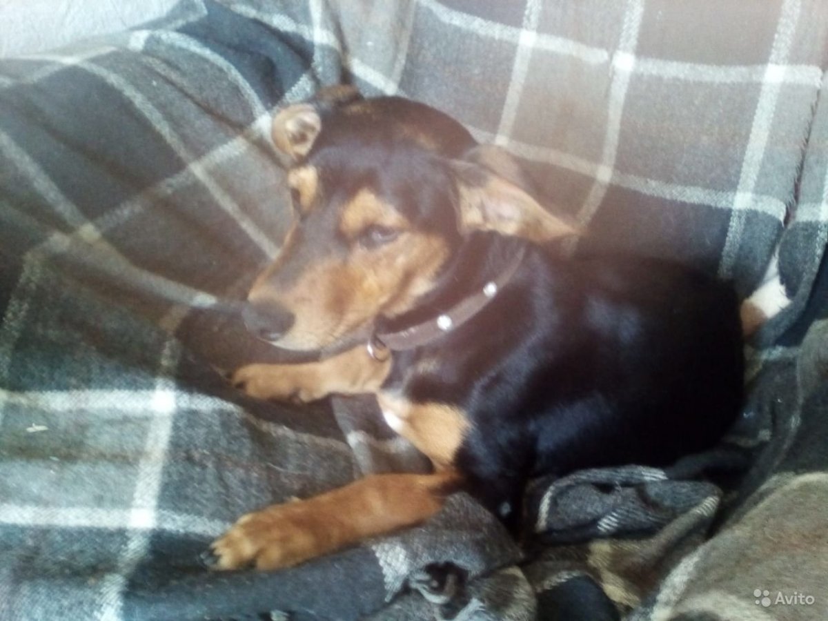 Щенок помесь таксы и пинчера