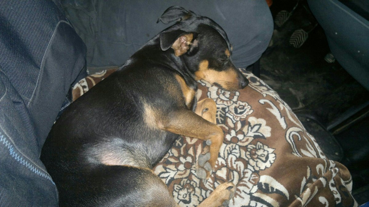 Пинчер дворняжка