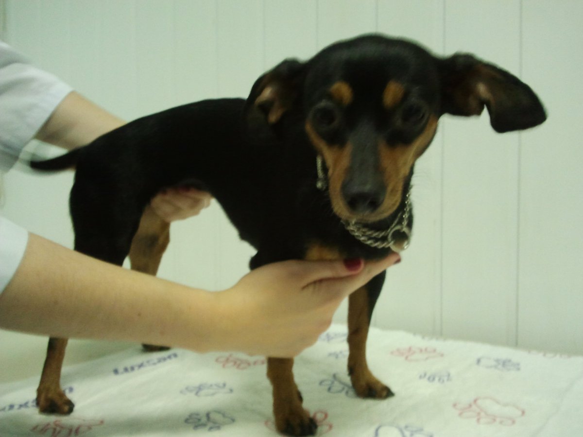 Характер собаки метиса цвергпинчера с таксой