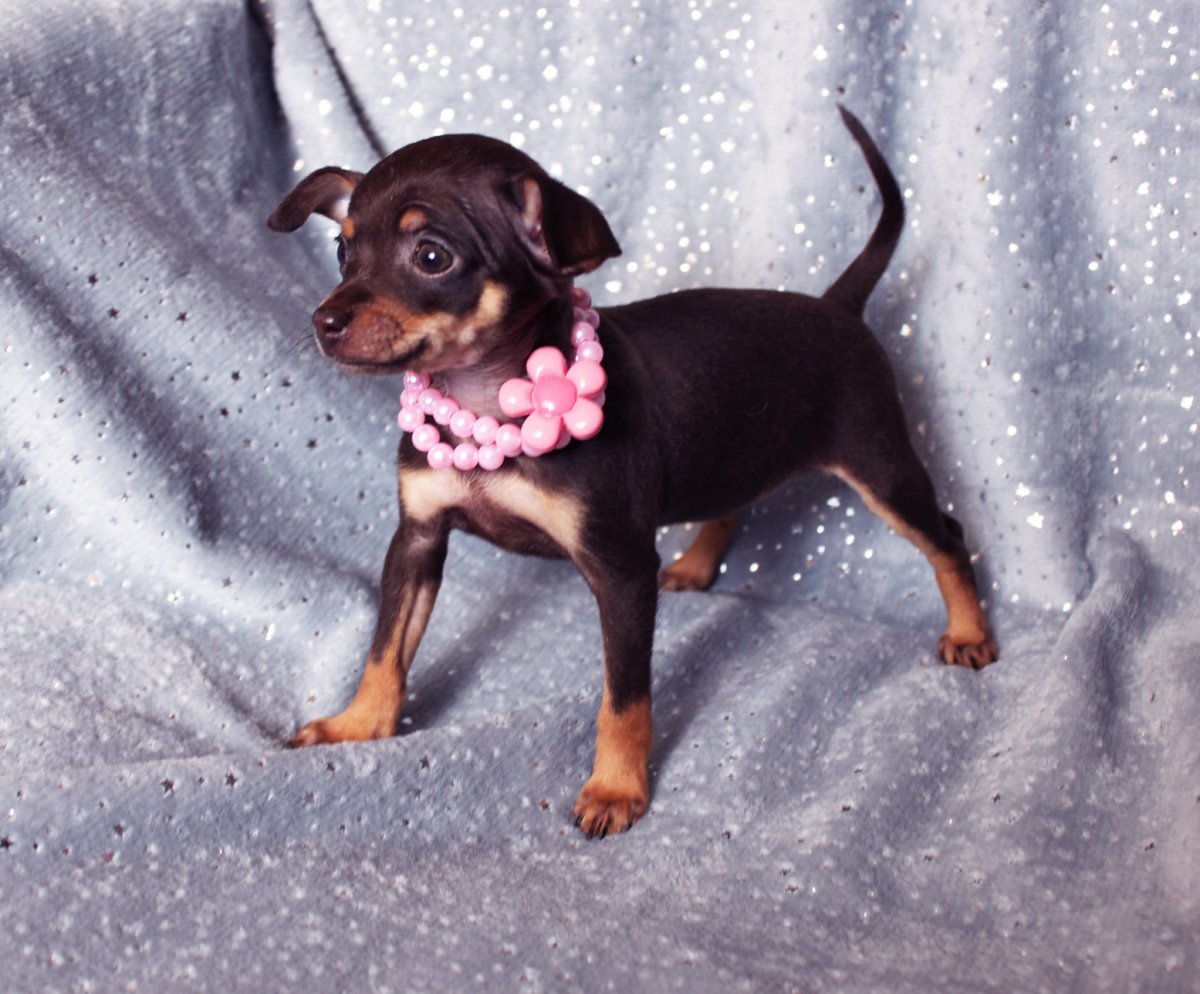 Карликовый той терьер