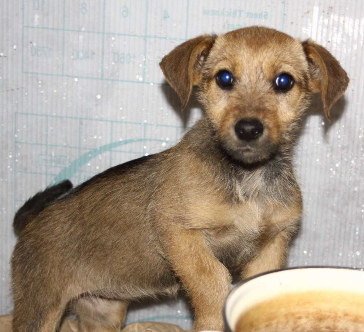 Метис таксы и йоркширского терьера