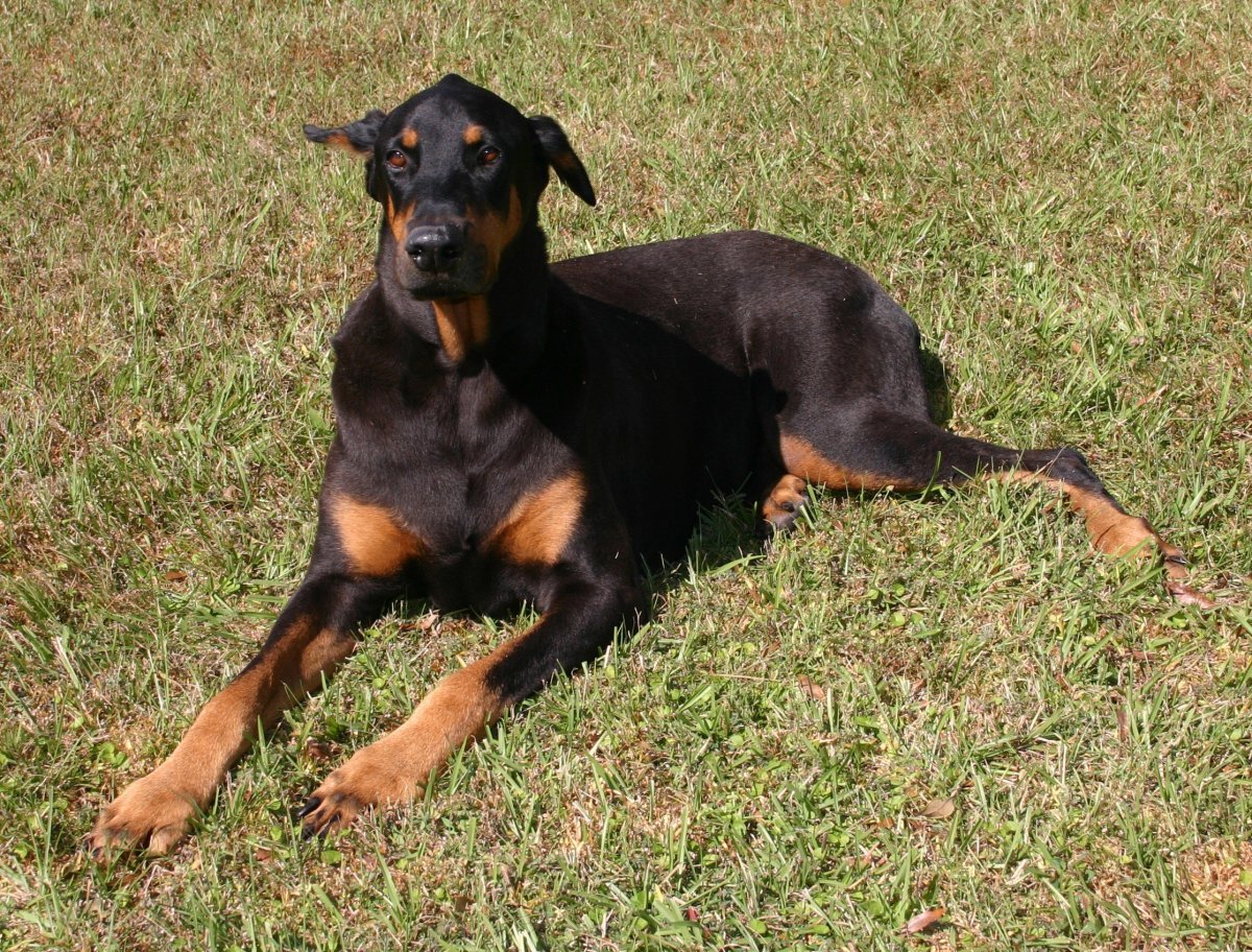 Метис добермана и ротвейлера