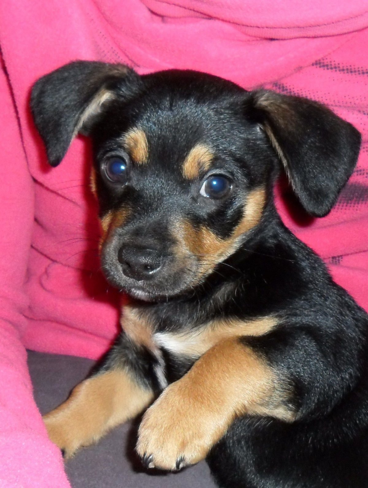 Щенки помесь терьера