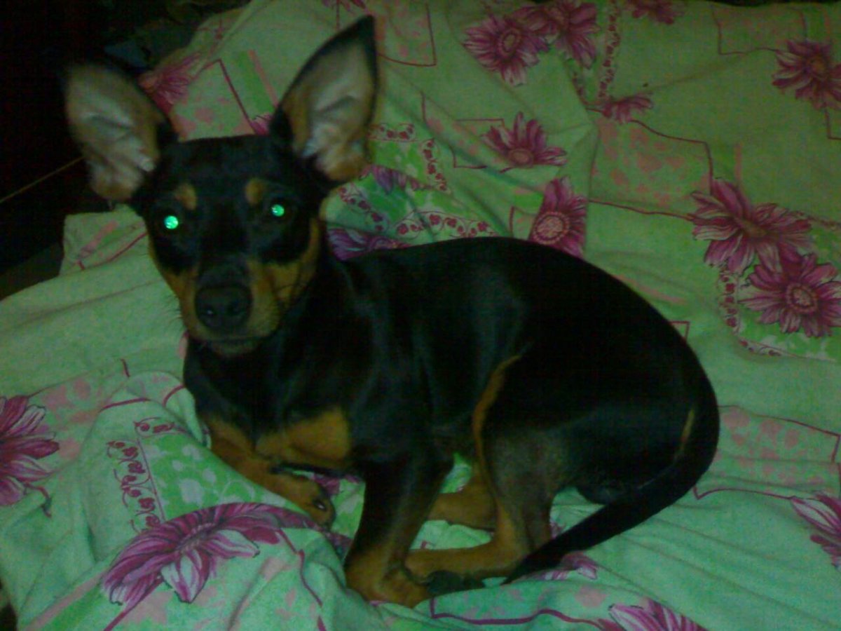 Цвергпинчер метисы тоя