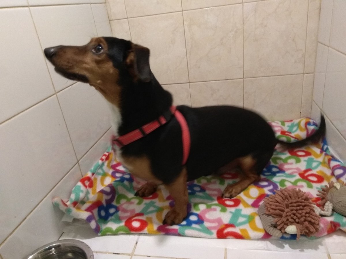 Метис той и такса