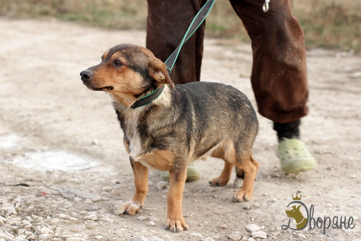 Помесь таксы и метис