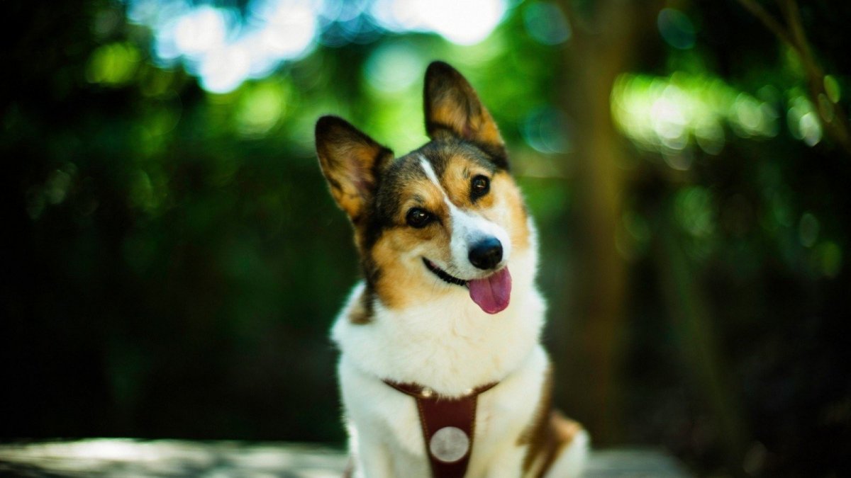 Корги в полный рост