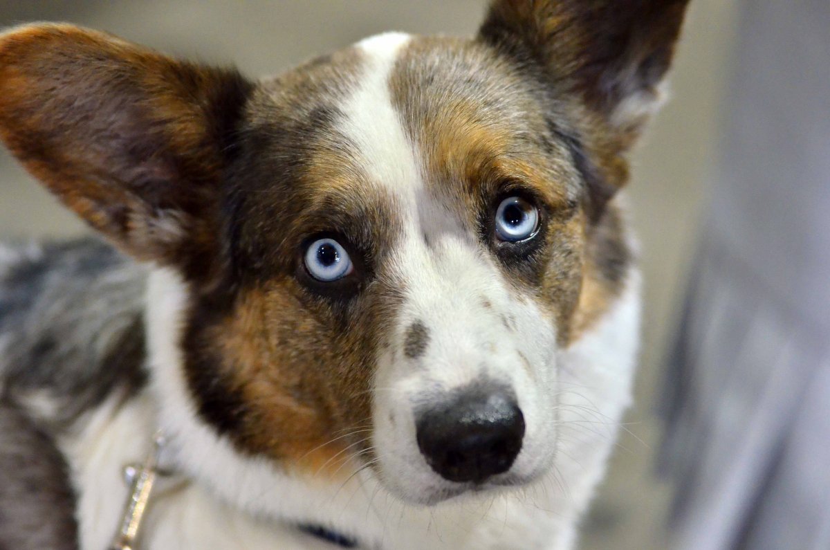 Вельш корги пемброк голубоглазый