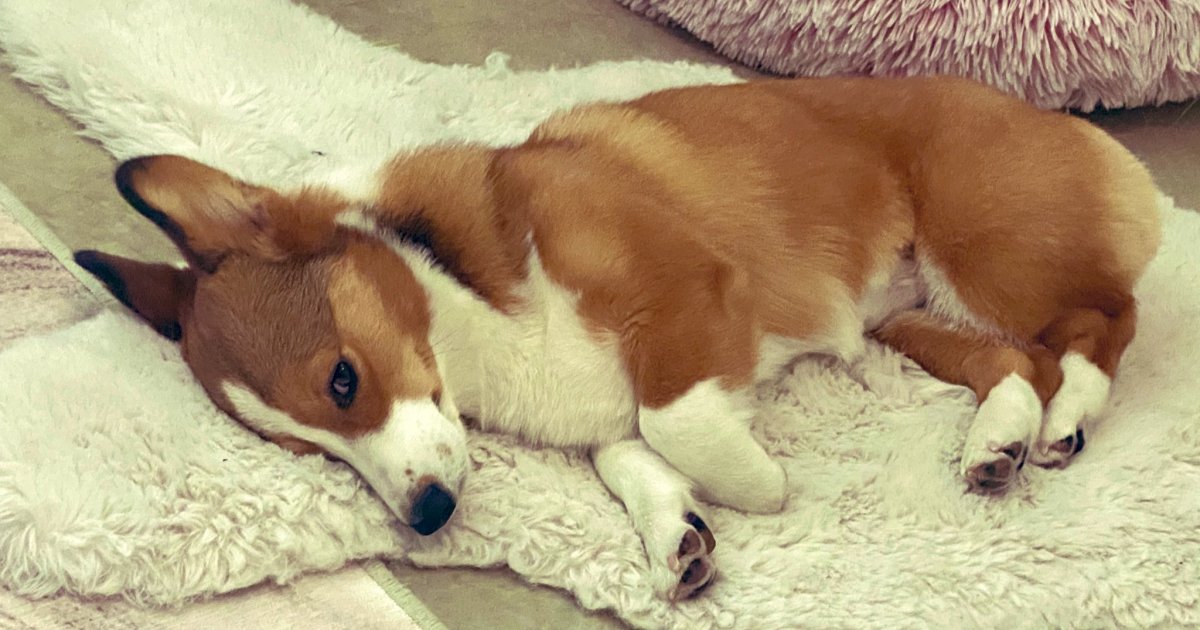 Корги гетерохромия