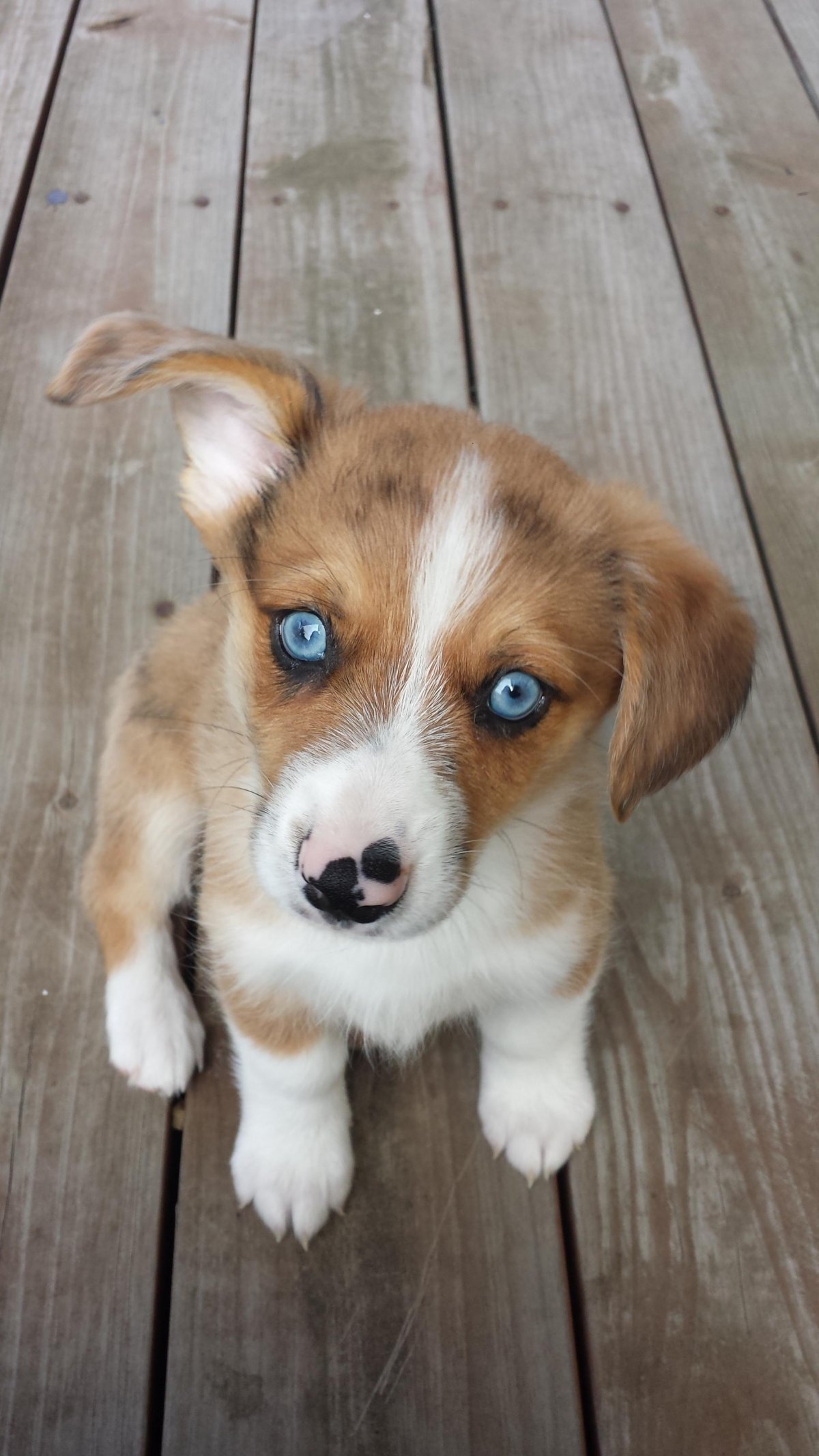 Корги в реальной жизни