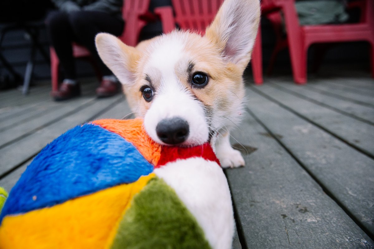 Корги смеется