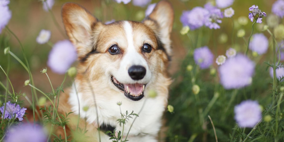 Где в доме живет корги