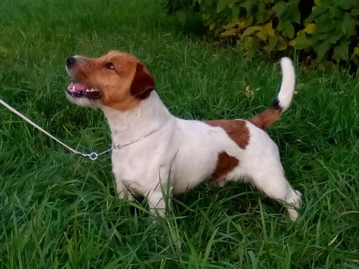 Метис таксы и Джек Рассел терьера