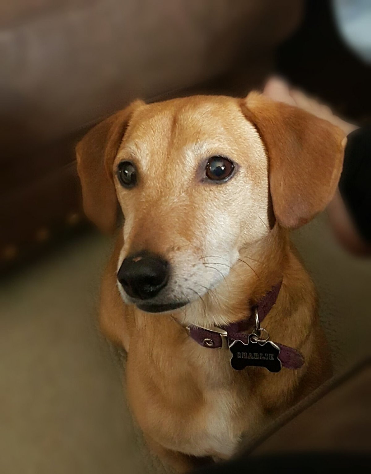 Метис Джек Рассела и таксы