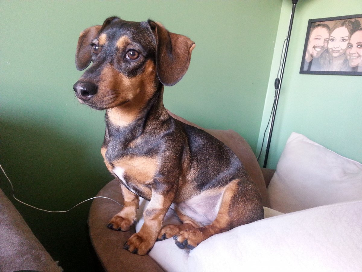 Метис Джек Рассела и таксы