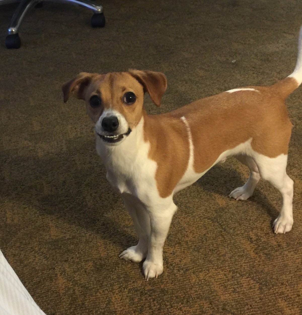 Метис Джек Рассела