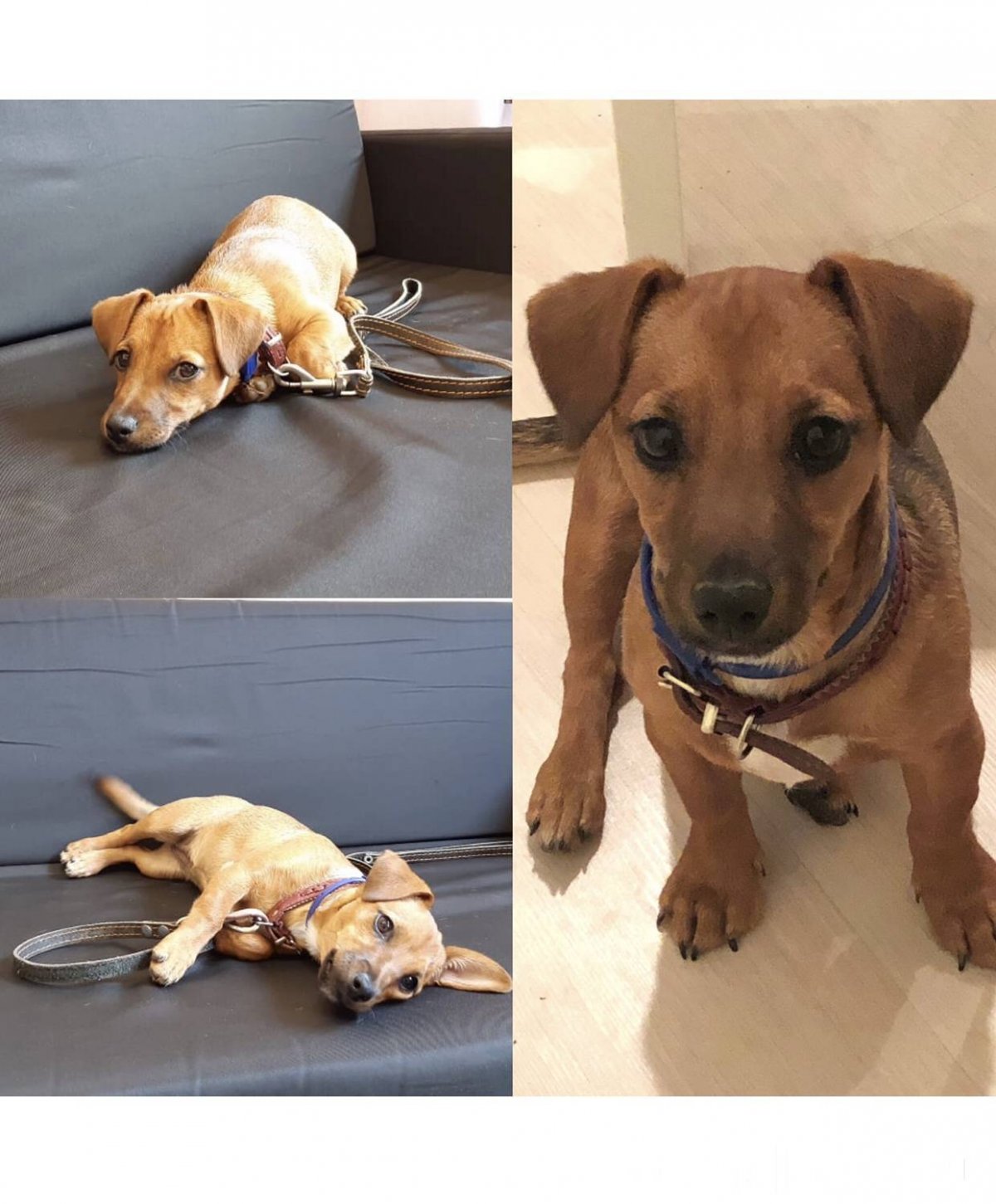 Помесь Джек Рассела и таксы