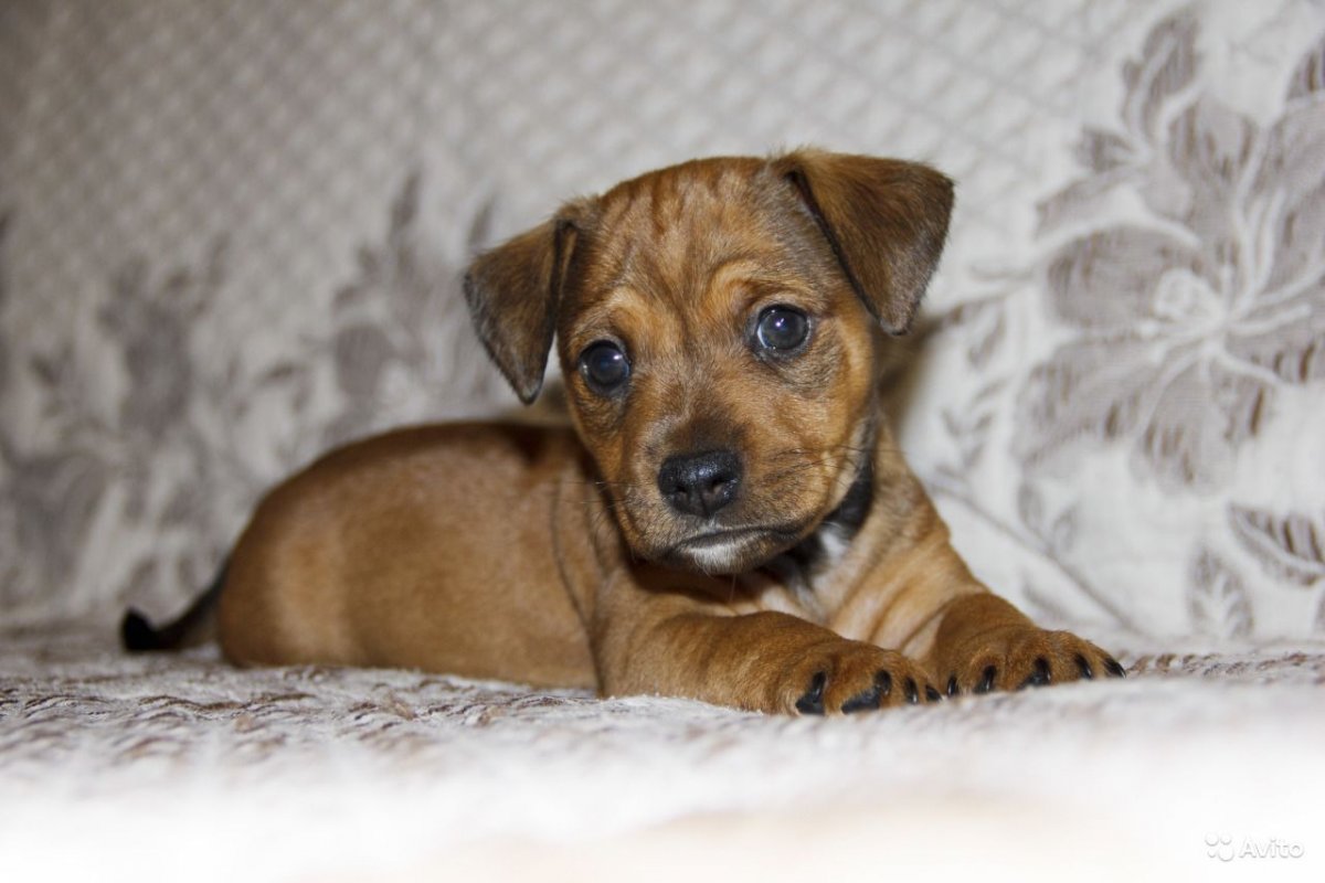 Джек Рассел и Норвич метис