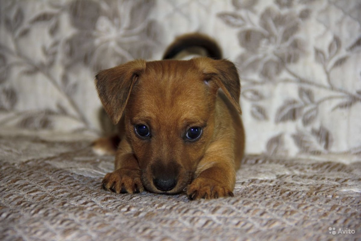 Цвергпинчер Рассел метис
