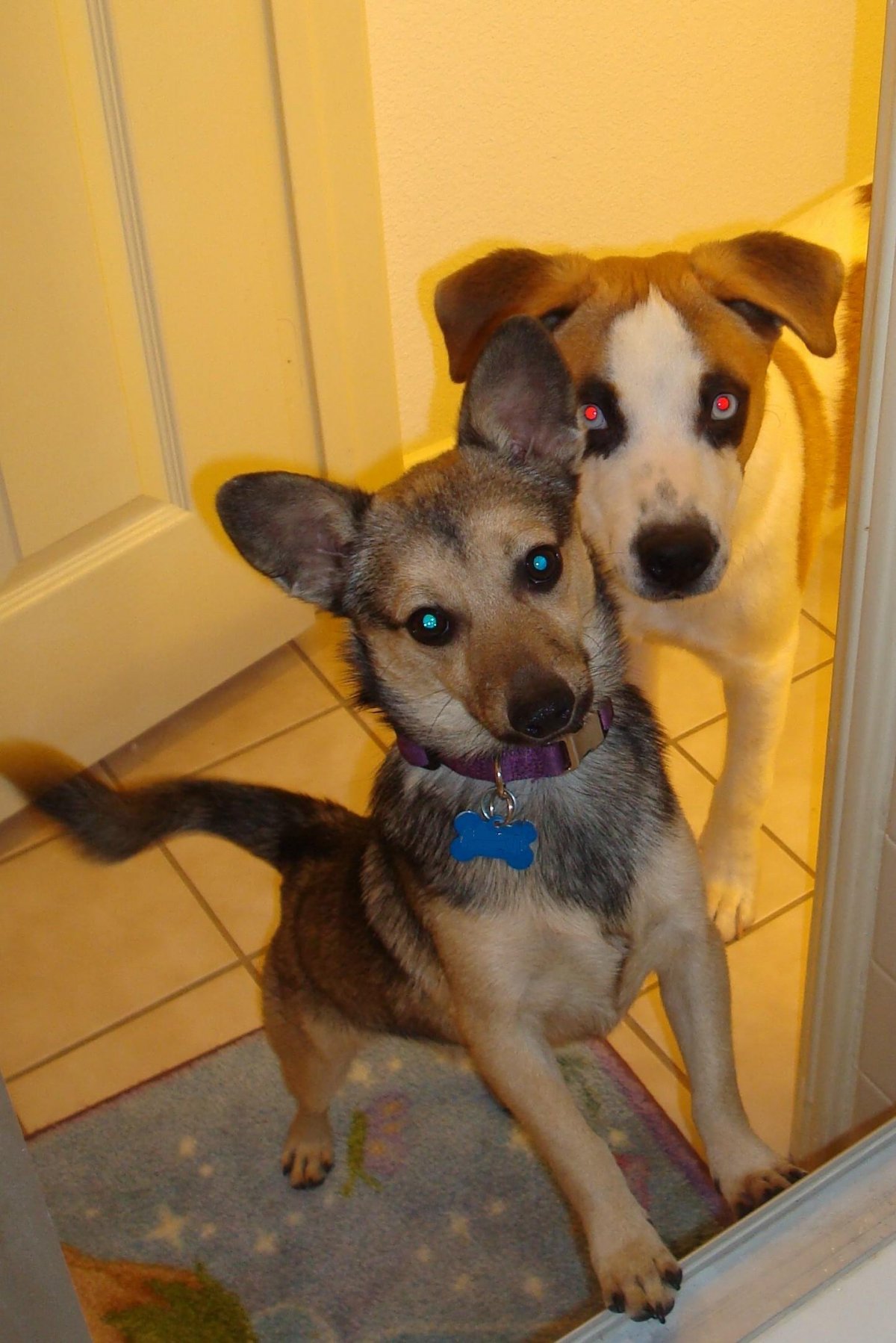 Метис корги и Джек Рассел терьера