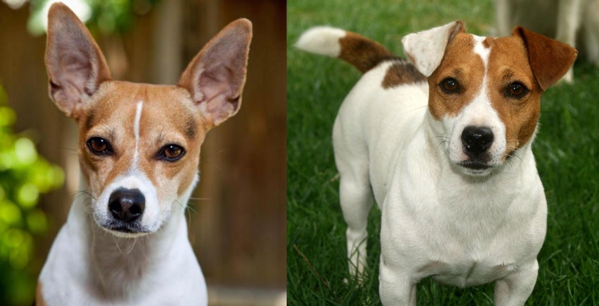 Смесь Джек Рассела