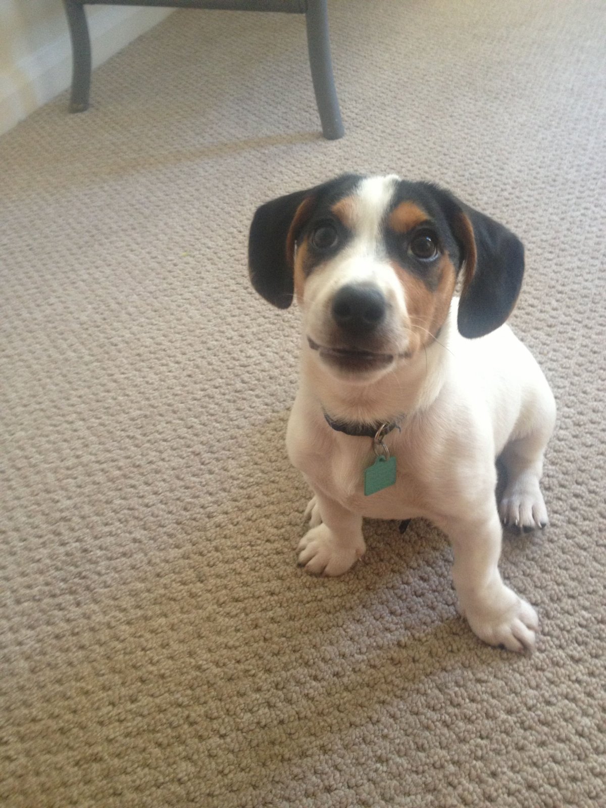 Помесь Джек Рассела и таксы