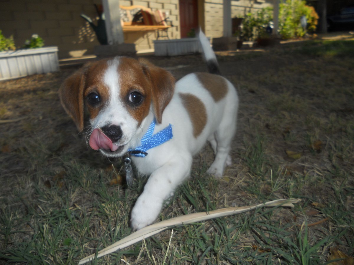 Джек Рассел терьер интеллект