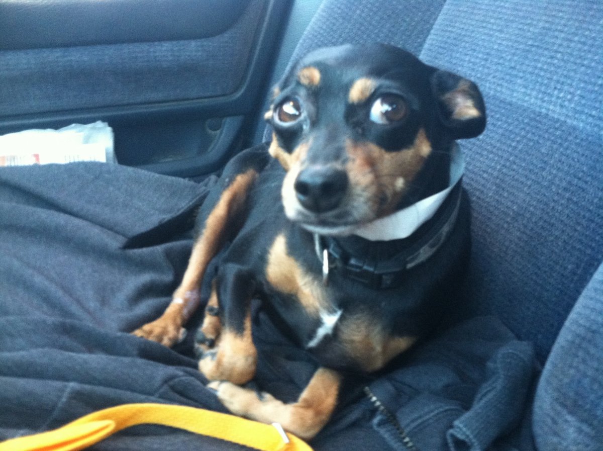 Джек Рассел пинчер