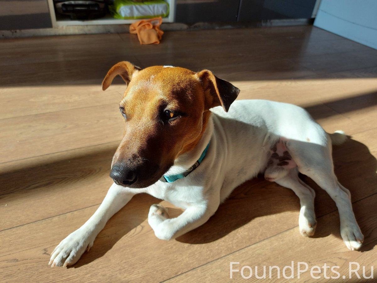 Метисы Джек Рассел терьера