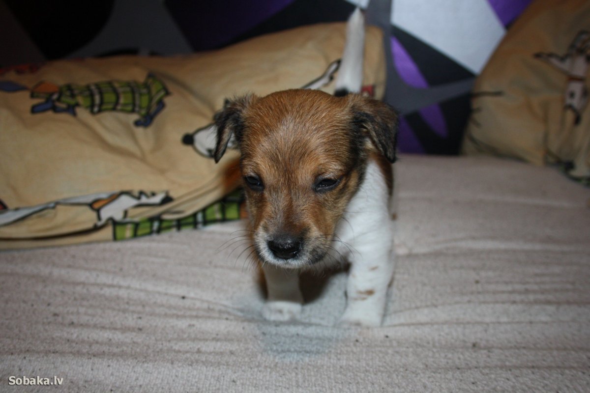 Помесь кокапу и Джек-Рассел-терьера