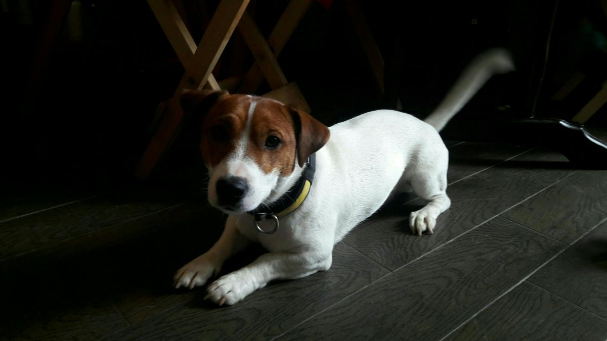 Джек Рассел терьер