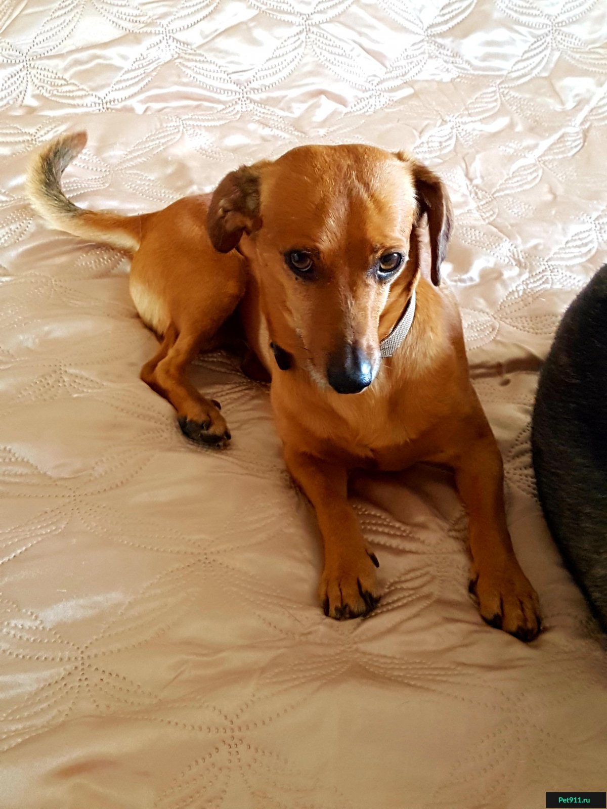 Метис Джек Рассел и пинчера рыжий