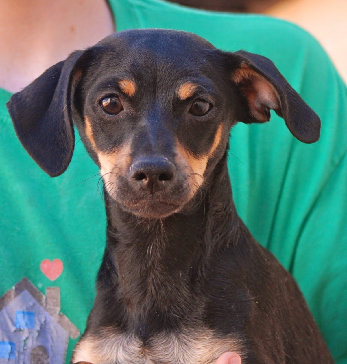 Манчестерский терьер щенки