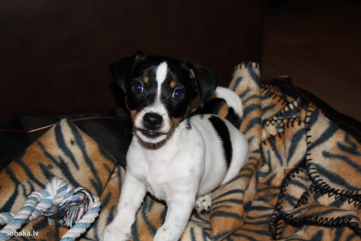 Черно -подпалый Джек Рассел