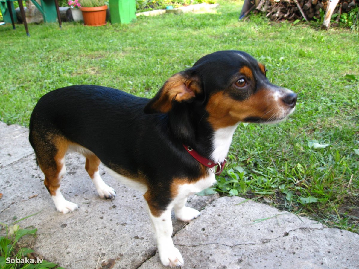 Помесь таксы и дворняги