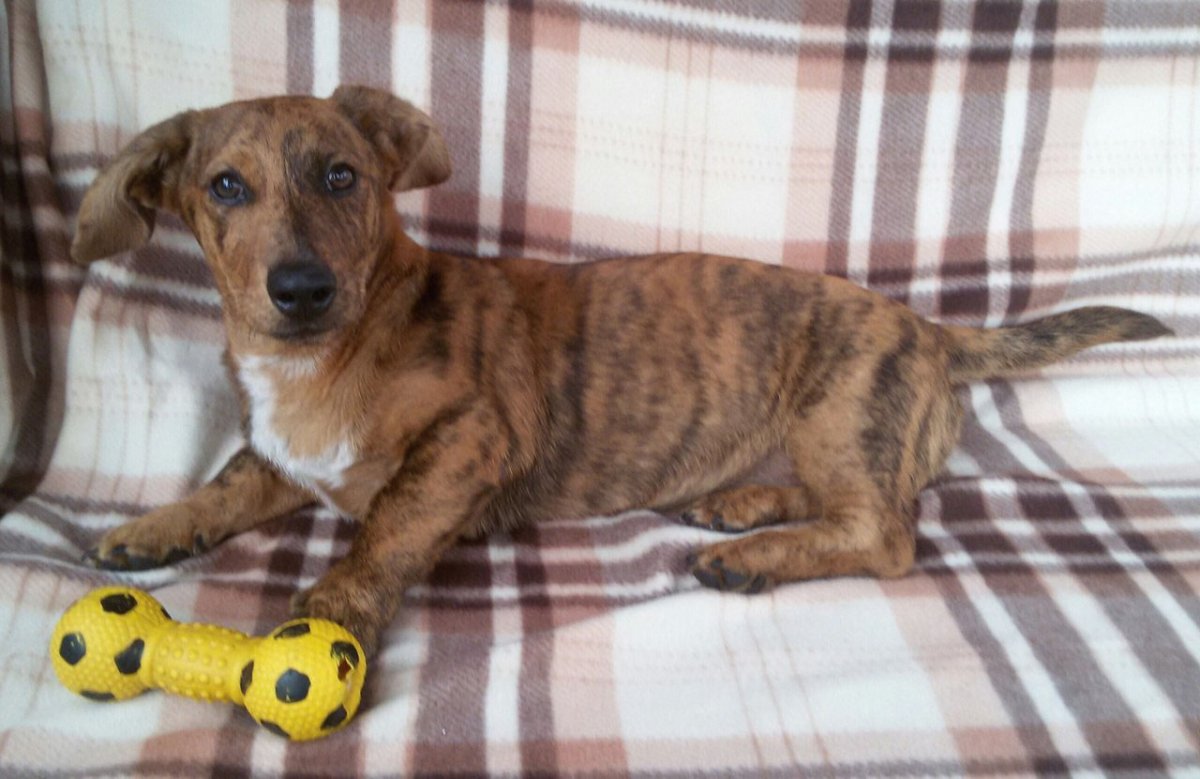 Джек Рассел терьер жесткошерстный