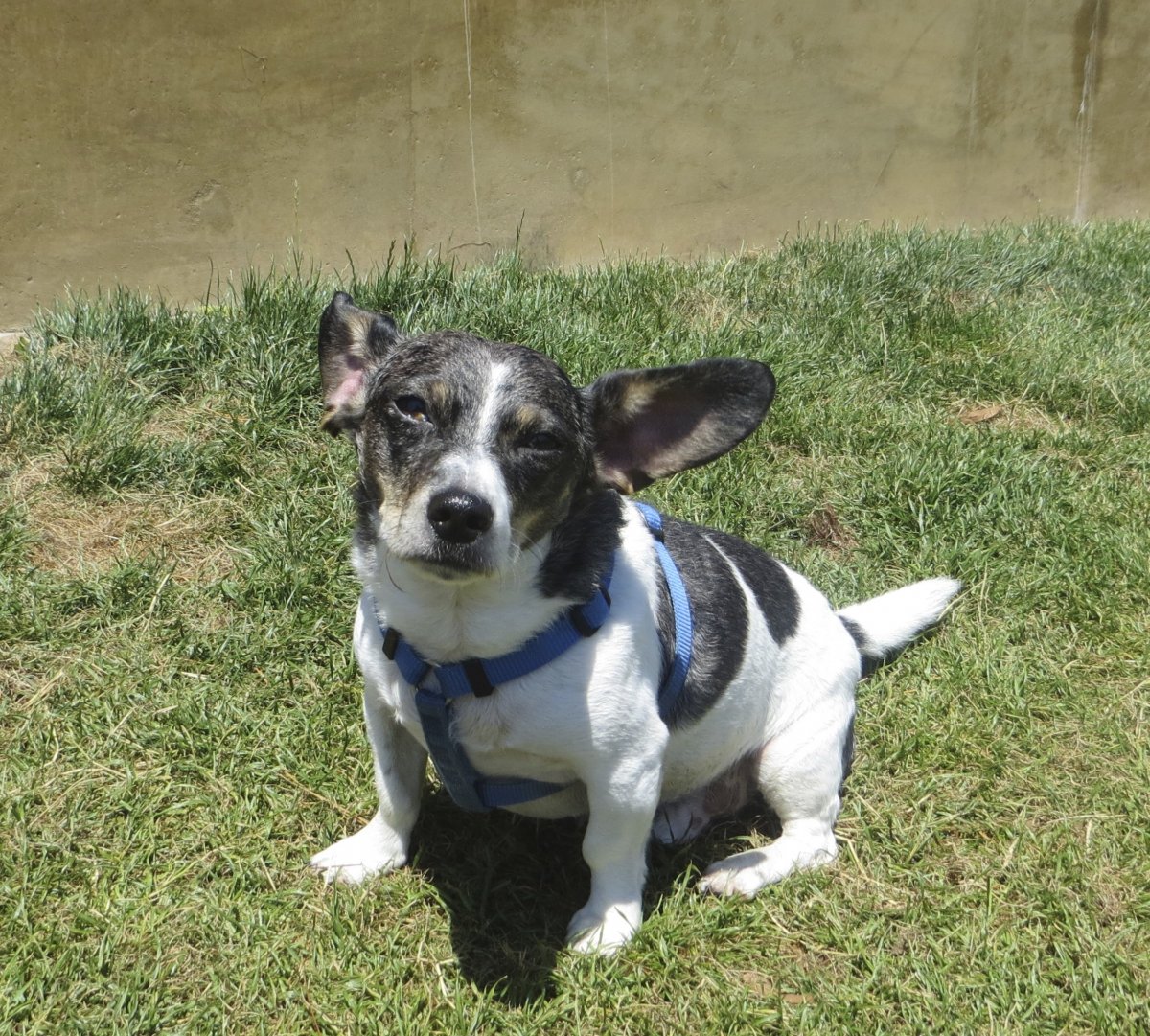 Смесь корги и Джек Рассела