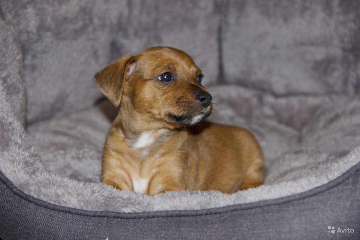 Щенки метисы Джек Рассел русского той терьера