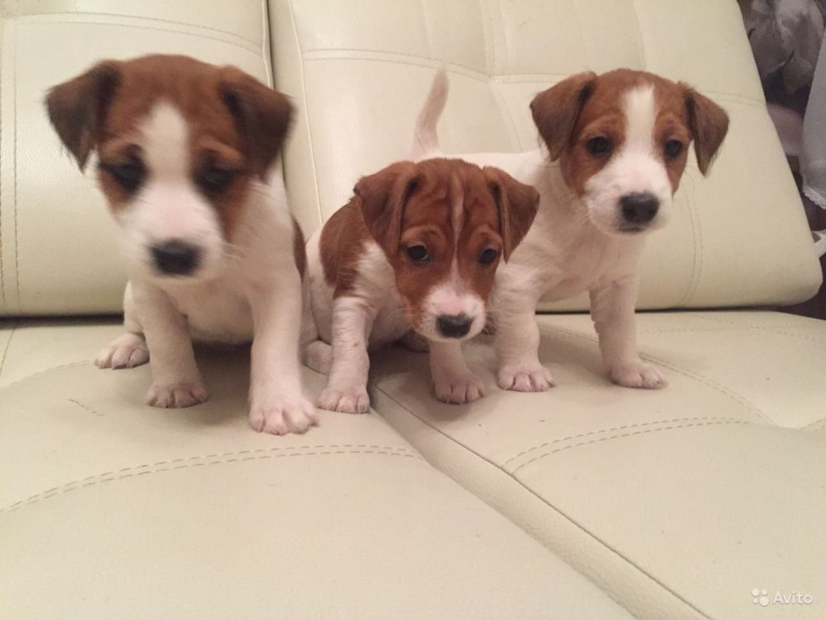 Фото Джек Рассел терьер щенок мальчик