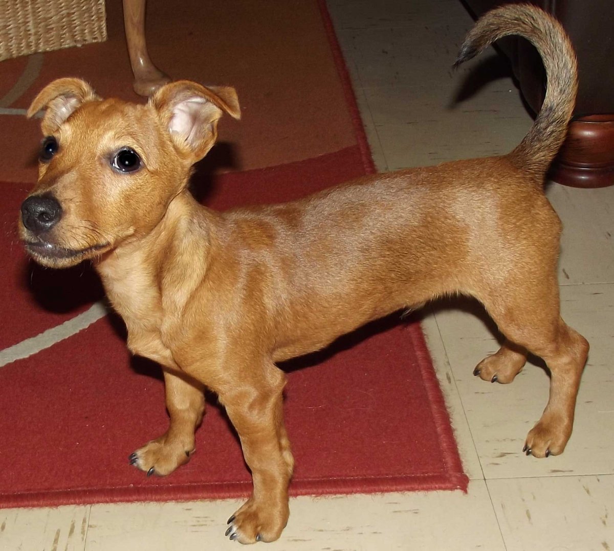 Джек Рассел терьер помесь